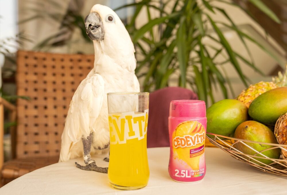 cedevita