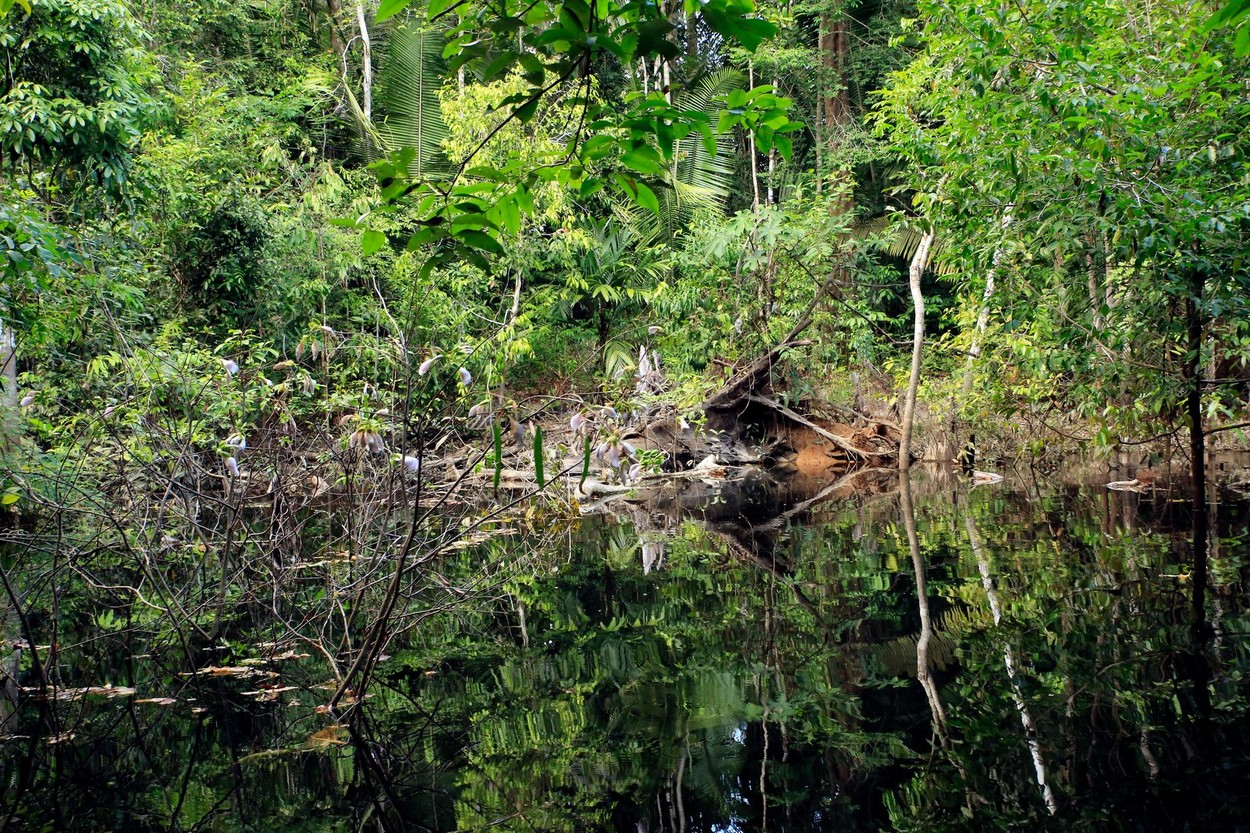 amazonska prašuma