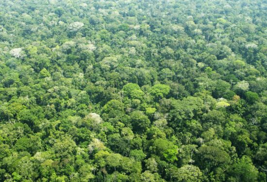 amazonska prašuma