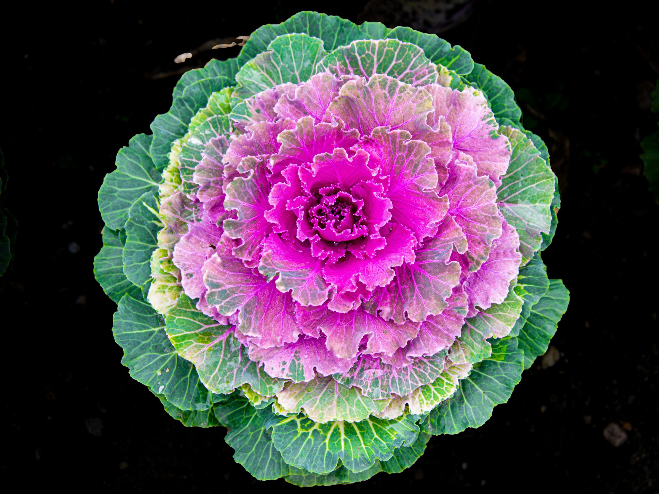 Top 10 biljaka koje će preživjeti cijelu jesen Hello Magazin Croatia