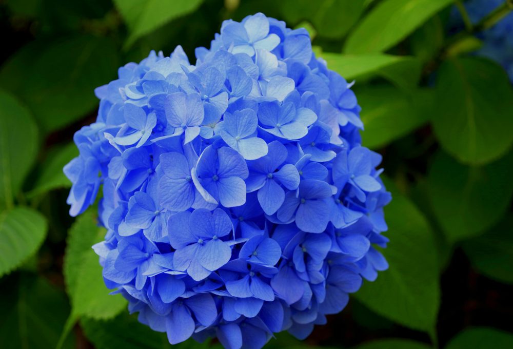 Top 10 biljaka koje će preživjeti cijelu jesen Hello Magazin Croatia