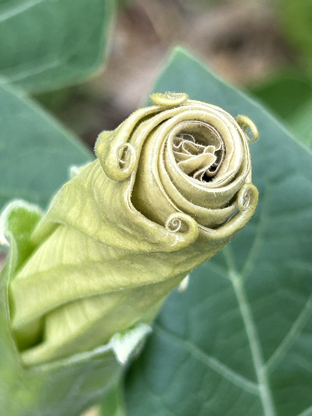 Najava izložbe_Silvio Vujičić:Nokturno_Botanički vrt