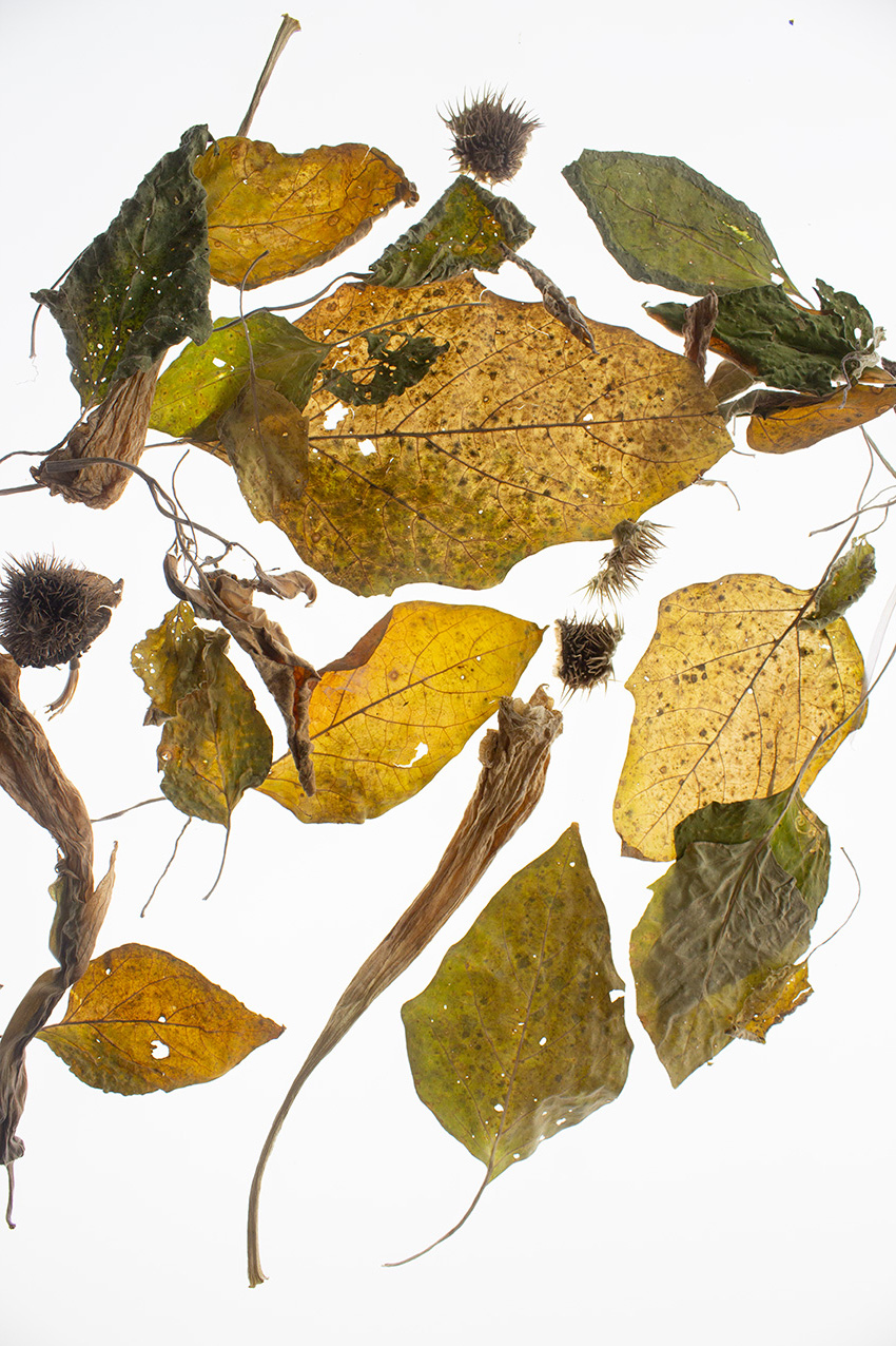 Najava izložbe_Silvio Vujičić:Nokturno_Botanički vrt
