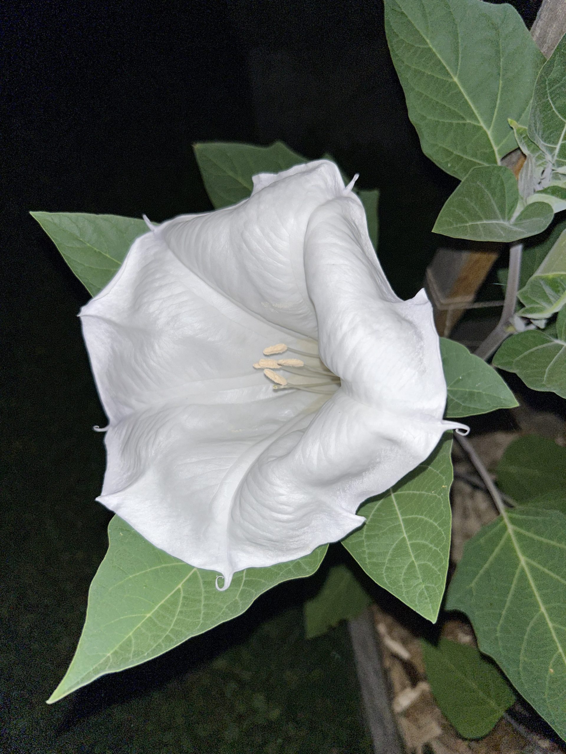 Najava izložbe_Silvio Vujičić:Nokturno_Botanički vrt
