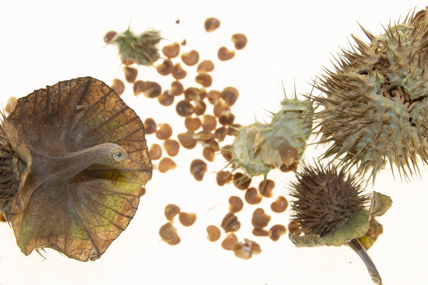 Najava izložbe_Silvio Vujičić:Nokturno_Botanički vrt
