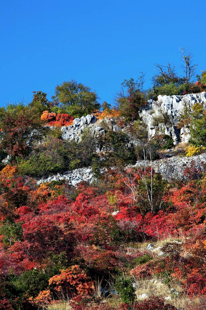 Autumn in full colour: five of the most beautiful autumn foliage walks in Friuli Venezia Giulia 