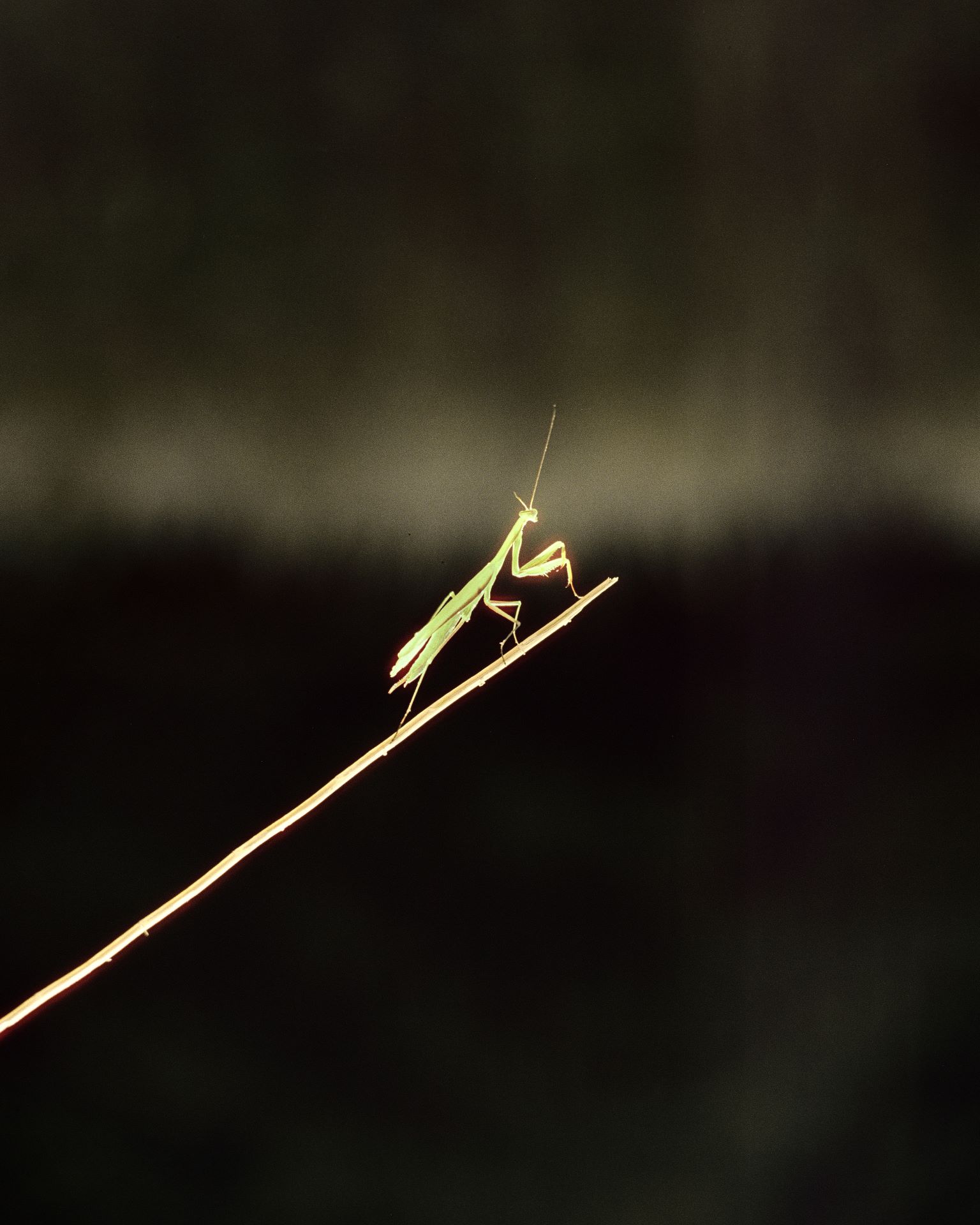 IZAKOVA AW25 “The Herbarium” 