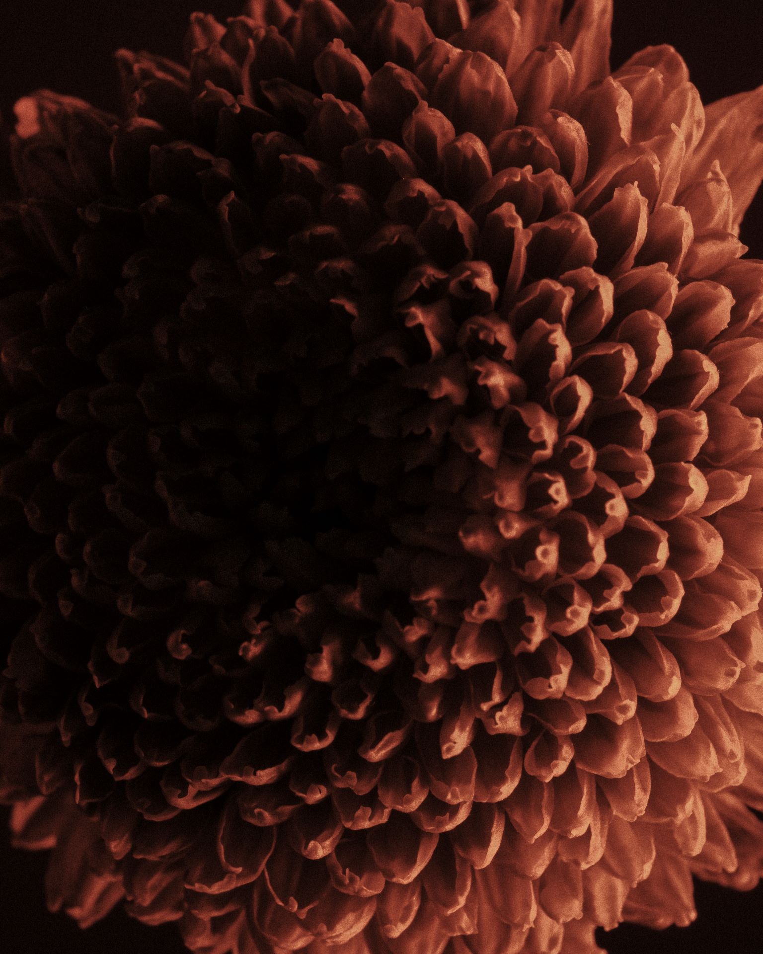 IZAKOVA AW25 “The Herbarium” 