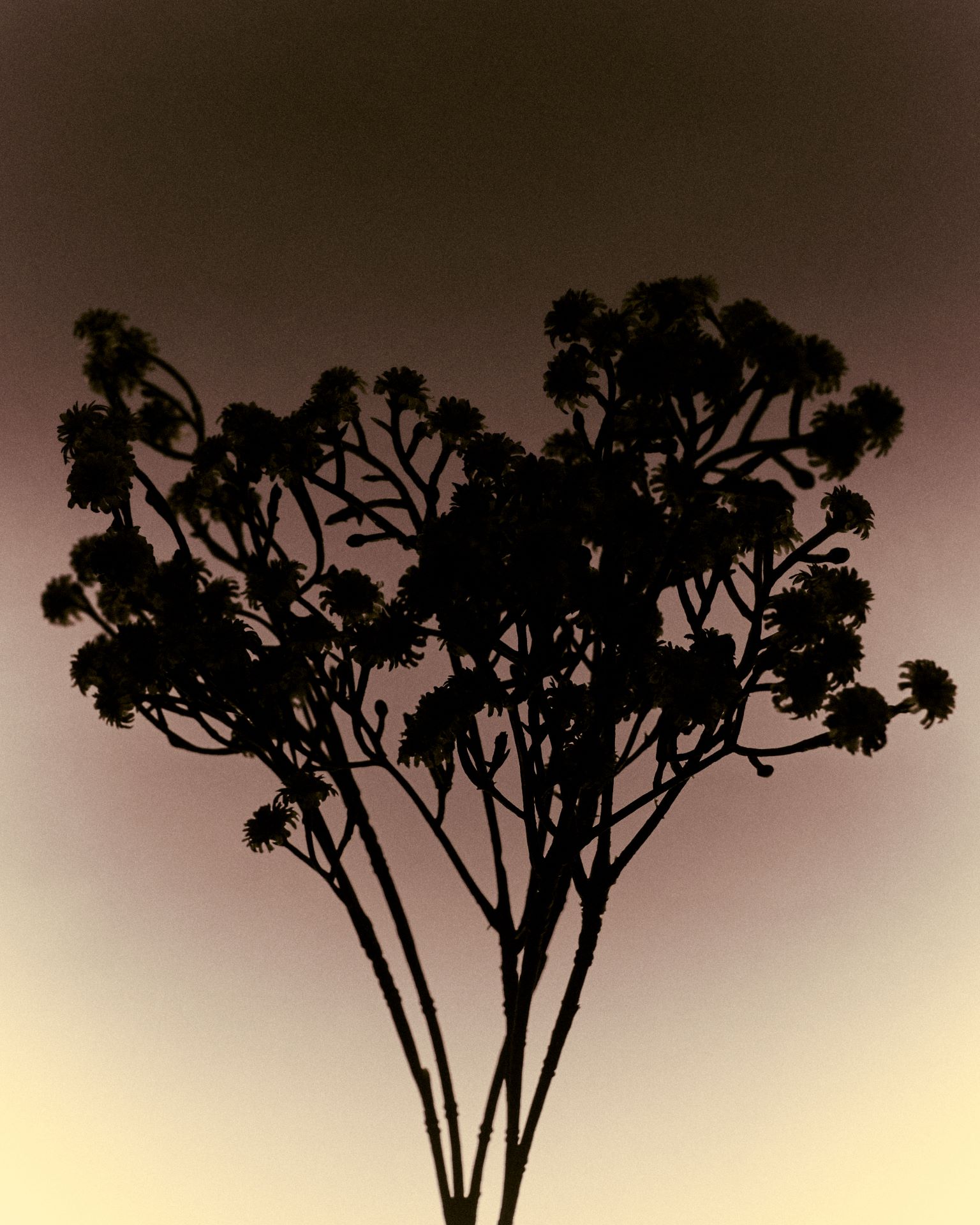 IZAKOVA AW25 “The Herbarium” 