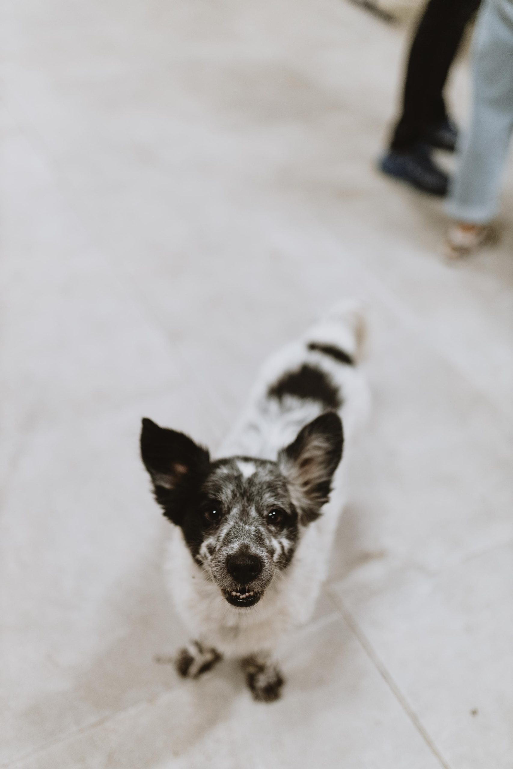 Plant market ovog vikenda dolazi na Trešnjevku