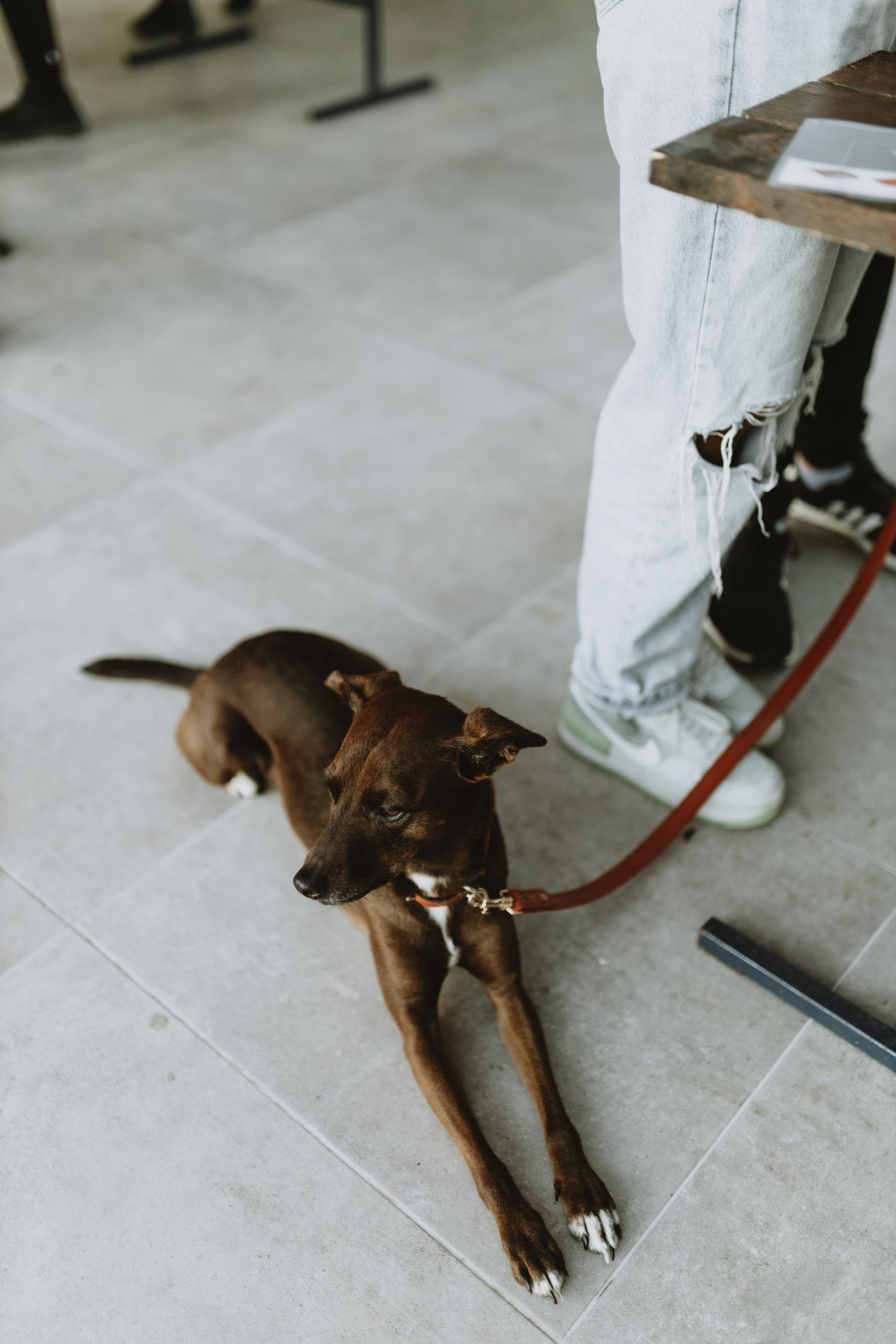 Plant market ovog vikenda dolazi na Trešnjevku