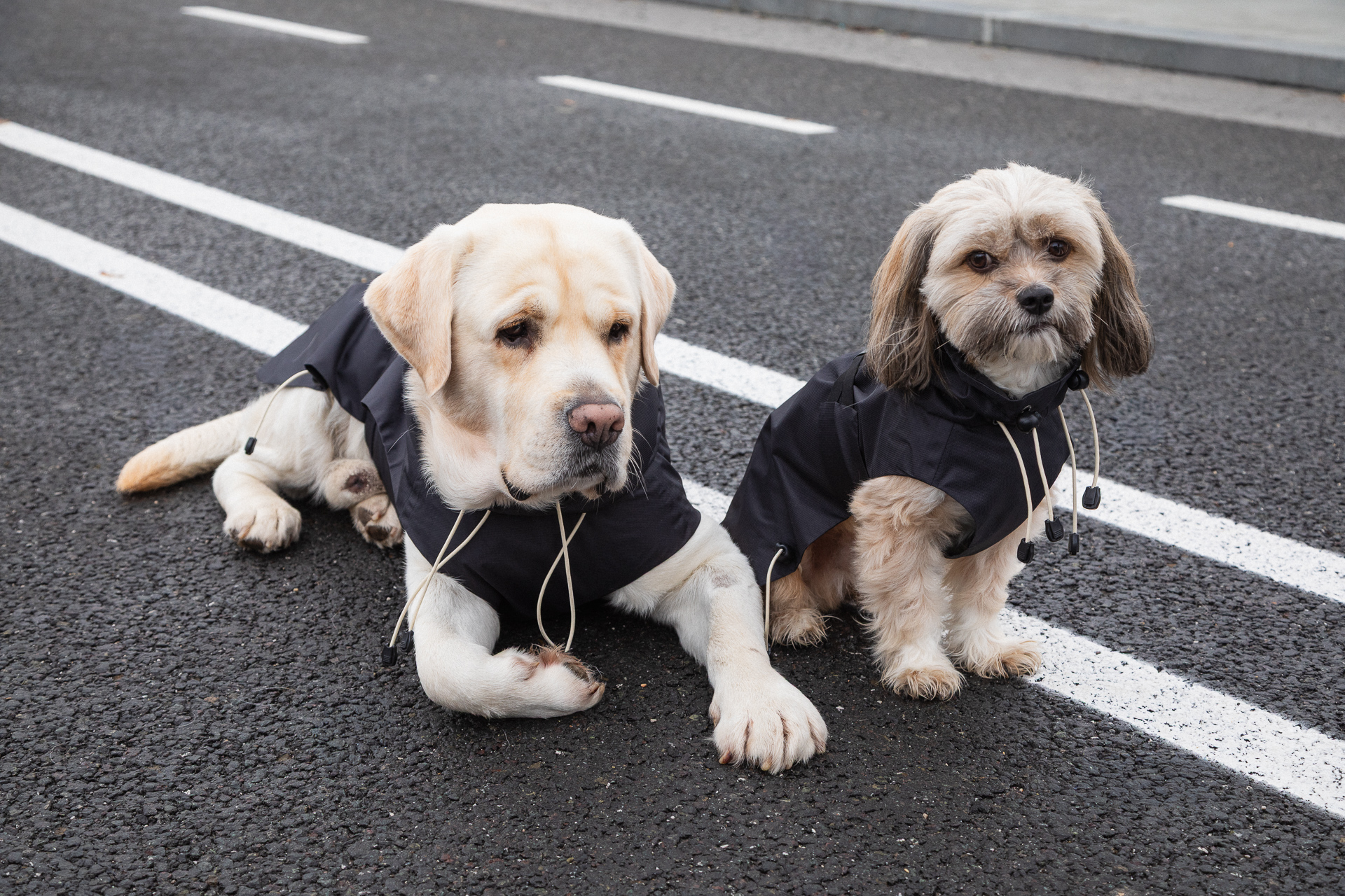 Ana Maria Ricov, Shibesu, Shibesu kolekcija, nova kolekcija Shibesu, matching jakne za pse i vlasnike, matching jakne, kišne jakne za pse, kišne jakne za vlasnike pasa, modna kolekcija za pse, hrvatski dizajn, hrvatski brend, domaći dizajn, modni brend za pse, Ana Maria Ricov dizajnerica, Shibesu nova kolekcija, Shibesu 2025, Shibesu jakne, Shibesu ruksaci, Shibesu park jakna, Shibesu Soft shell, Soft shell jakne, vodonepropusne jakne, vodoodbojne jakne, matching outfit za pse, matching outfit za vlasnike pasa, matching jakne za ljude i pse, jesenska kolekcija, zimska kolekcija, urbana moda, funkcionalna moda, održiva moda, modni dizajn, hrvatska modna scena, hrvatska dizajnerica, modna kampanja, modni brend, modni stil, modni trendovi, psi u modi, modni dodaci za pse, ruksaci za pse, modni ruksaci, matching set za pse i vlasnike, Shibesu limeta, Shibesu crna, vibrantna limeta, crna klasika, kišni stil, jesenska šetnja, zimska šetnja, modni set za kišu, vodonepropusni ruksak, vodootporna jakna, Shibesu showroom Zagreb, Shibesu webshop, Shibesu online shop, Shibesu Instagram, Shibesu Facebook, hrvatski brend za pse, matching moda, matching fashion, dog fashion, dog style, human dog matching, Ana Maria Ricov dizajn, modni dizajn za pse, dizajnerske jakne za pse, luksuzne jakne za pse, stylish psi, lifestyle za pse, urbani lifestyle, ljubav prema psima, šetnja s psom, psi i moda, priroda i moda, hrvatski modni brend, hrvatski dizajn za pse, Shibesu inspiracija, Shibesu kampanja, Doris Fatur fotografija, modna fotografija, Gabriela Alfier, Ivan Oberan, Katerina Skelin, Shiba pas, Shiba Inu, Ankica i Dragec, Pablo pas, Argus pas, Atlas pas, Njoka pas, matching set Shibesu, Shibesu outfiti, Shibesu inspiracija za šetnju, modni detalji za jesen, modni detalji za zimu, održivi materijali, funkcionalni dizajn, elegantna kišna jakna, trendy jakna, modna inspiracija, ljubav između čovjeka i psa.
