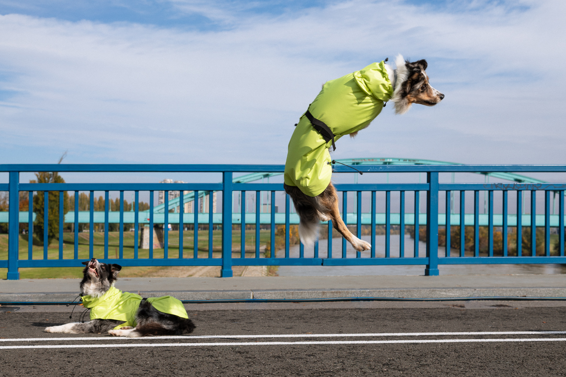 Ana Maria Ricov, Shibesu, Shibesu kolekcija, nova kolekcija Shibesu, matching jakne za pse i vlasnike, matching jakne, kišne jakne za pse, kišne jakne za vlasnike pasa, modna kolekcija za pse, hrvatski dizajn, hrvatski brend, domaći dizajn, modni brend za pse, Ana Maria Ricov dizajnerica, Shibesu nova kolekcija, Shibesu 2025, Shibesu jakne, Shibesu ruksaci, Shibesu park jakna, Shibesu Soft shell, Soft shell jakne, vodonepropusne jakne, vodoodbojne jakne, matching outfit za pse, matching outfit za vlasnike pasa, matching jakne za ljude i pse, jesenska kolekcija, zimska kolekcija, urbana moda, funkcionalna moda, održiva moda, modni dizajn, hrvatska modna scena, hrvatska dizajnerica, modna kampanja, modni brend, modni stil, modni trendovi, psi u modi, modni dodaci za pse, ruksaci za pse, modni ruksaci, matching set za pse i vlasnike, Shibesu limeta, Shibesu crna, vibrantna limeta, crna klasika, kišni stil, jesenska šetnja, zimska šetnja, modni set za kišu, vodonepropusni ruksak, vodootporna jakna, Shibesu showroom Zagreb, Shibesu webshop, Shibesu online shop, Shibesu Instagram, Shibesu Facebook, hrvatski brend za pse, matching moda, matching fashion, dog fashion, dog style, human dog matching, Ana Maria Ricov dizajn, modni dizajn za pse, dizajnerske jakne za pse, luksuzne jakne za pse, stylish psi, lifestyle za pse, urbani lifestyle, ljubav prema psima, šetnja s psom, psi i moda, priroda i moda, hrvatski modni brend, hrvatski dizajn za pse, Shibesu inspiracija, Shibesu kampanja, Doris Fatur fotografija, modna fotografija, Gabriela Alfier, Ivan Oberan, Katerina Skelin, Shiba pas, Shiba Inu, Ankica i Dragec, Pablo pas, Argus pas, Atlas pas, Njoka pas, matching set Shibesu, Shibesu outfiti, Shibesu inspiracija za šetnju, modni detalji za jesen, modni detalji za zimu, održivi materijali, funkcionalni dizajn, elegantna kišna jakna, trendy jakna, modna inspiracija, ljubav između čovjeka i psa.