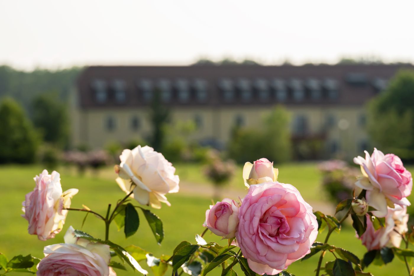 Tomislav Goleš Babić: 'U naš dvorac dolaze najveće svjetske zvijezde i gosti iz cijelog svijeta'