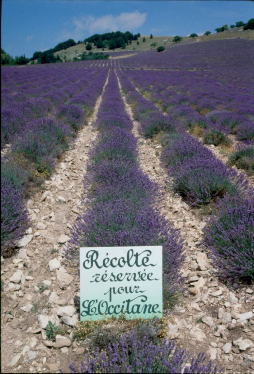 L’Occitane slavi 50 godina: kako ikonični brend pretvara prirodne sastojke u luksuznu ljepotu budućnosti