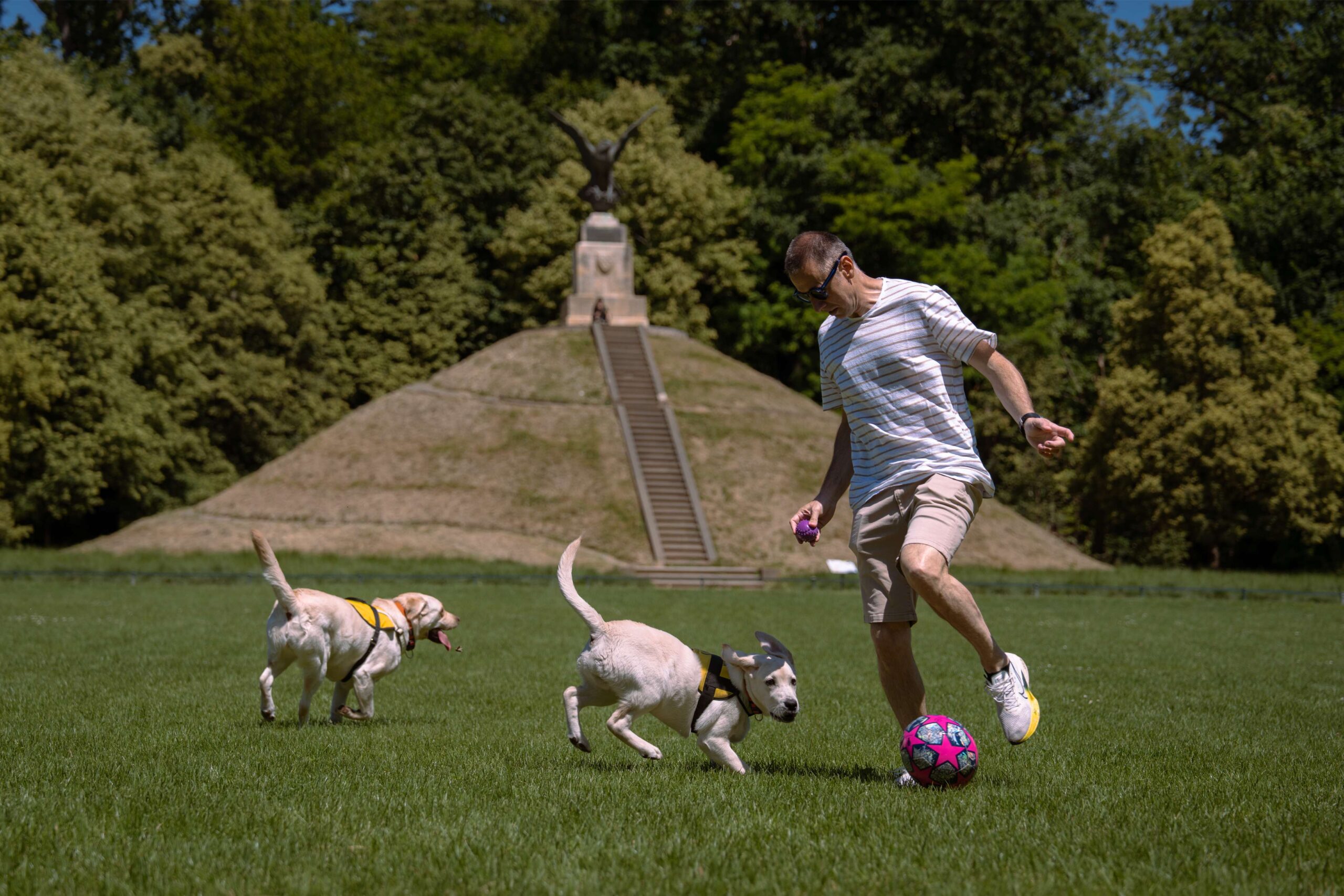 dog picnic