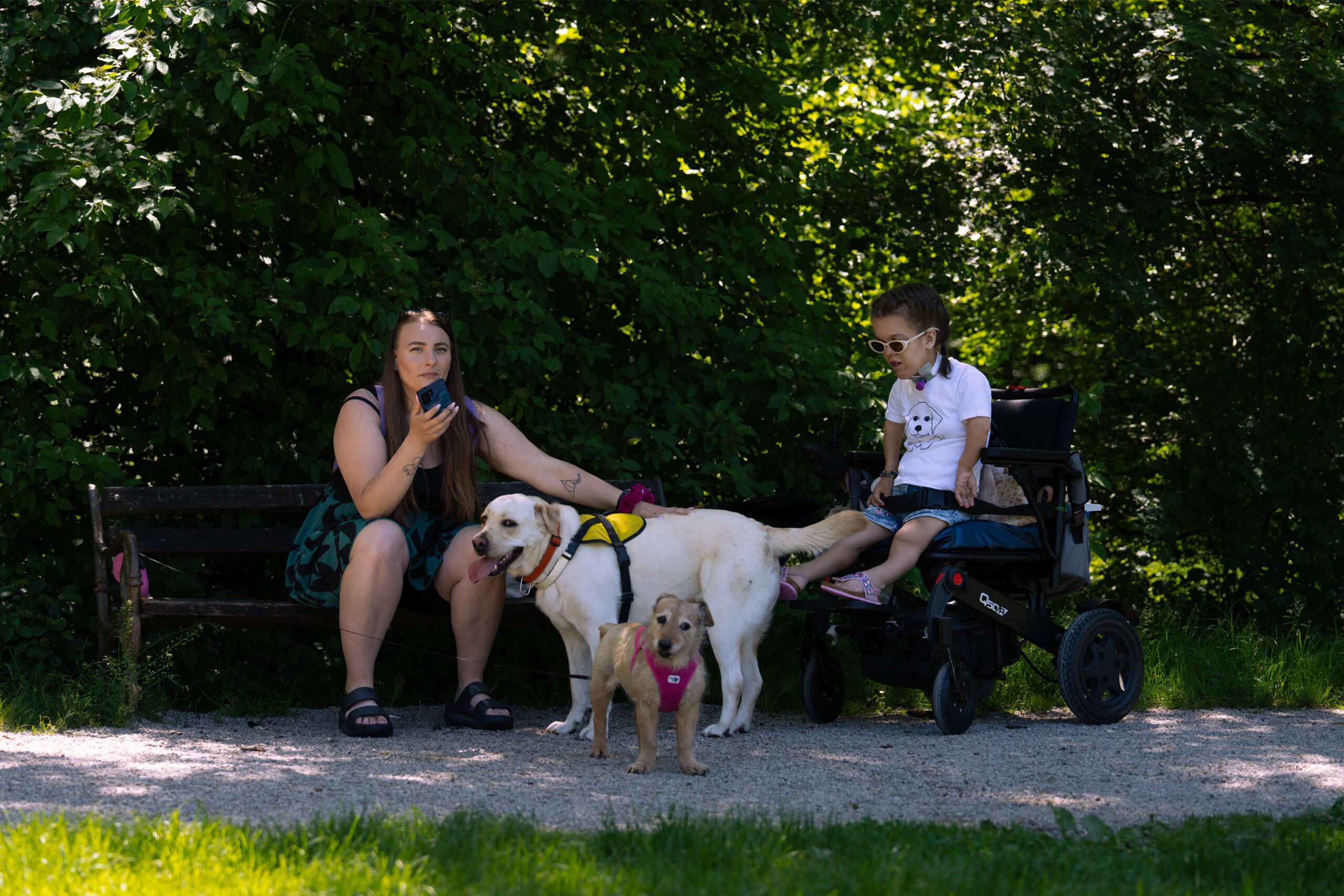dog picnic