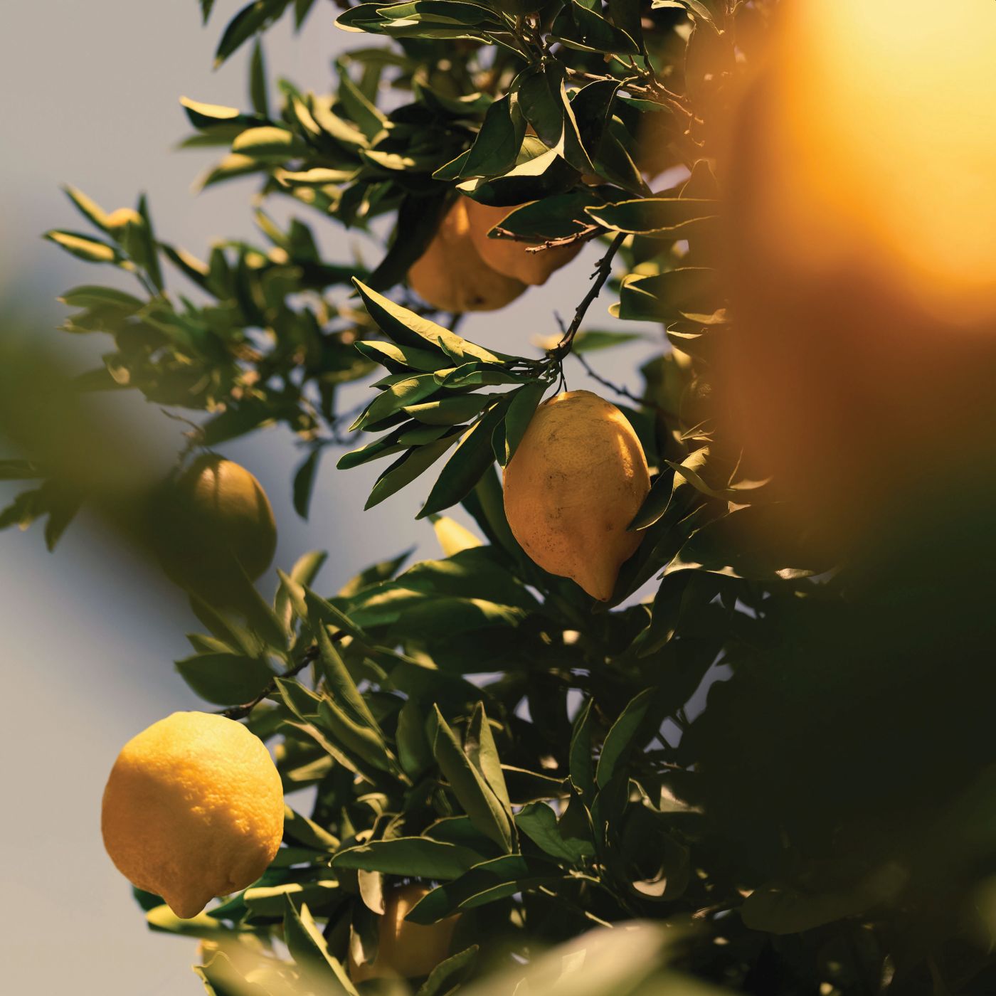 l'occitane