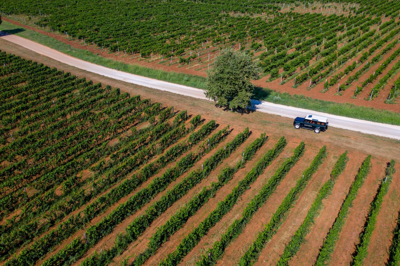 vinarija istra rožanić